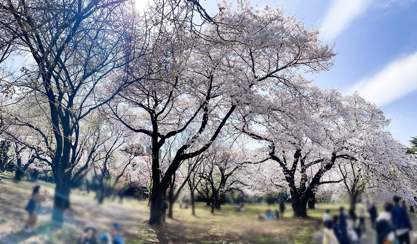 ・両親と兄家族とみんなでお花見ピクニックお天気最高で桜満開で幸せな1日だった